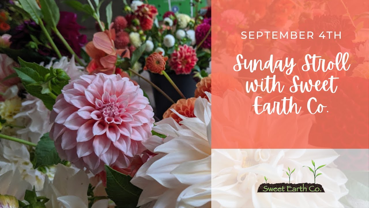 Deadheading Your Dahlias | Sunday Stroll with Sweet Earth Co. | September 4, 2023