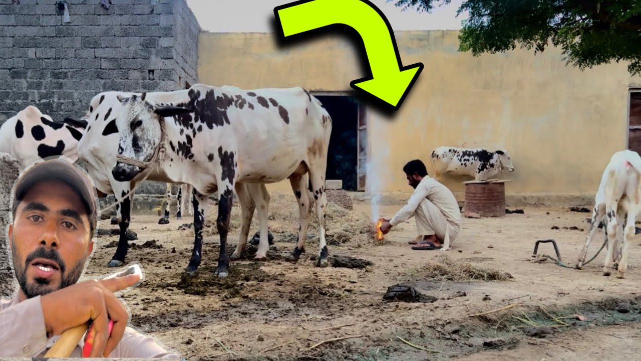 Ye Kam Karny Sy Janwaron 🐄 🐄 Ko Sakoon Mila 😍|Daily routine vlog 