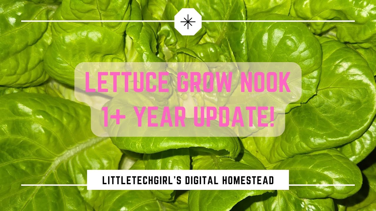 Lettuce Grow Nook Update | 1.5 Years Later