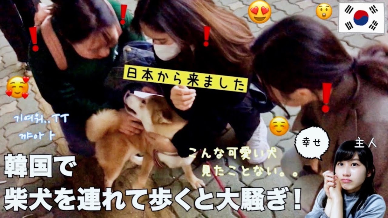 【柴犬、海外で大人気🐕】韓国で、柴犬を連れて歩くと起きること【海外の反応】