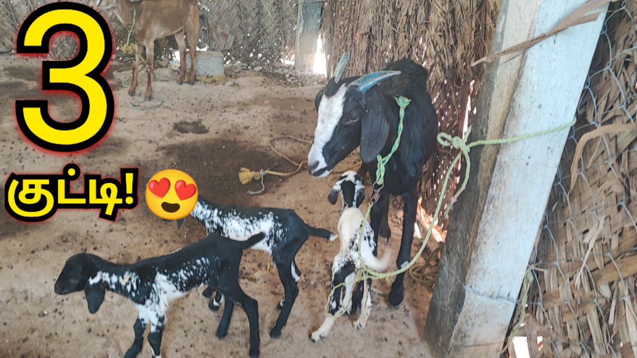 நண்டுவின் 3 குட்டிகள் என்ன பண்ணுது பாருங்க! 🐐😳