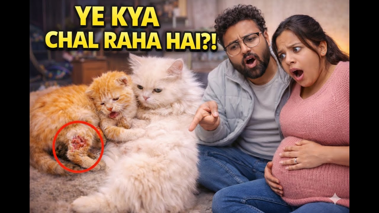 Billi Ke Bache Doodh Nahi Pee Pa Rahe  | Majnu Billa Zakhmi | pregnant Wife ke Liye Hard Challenge
