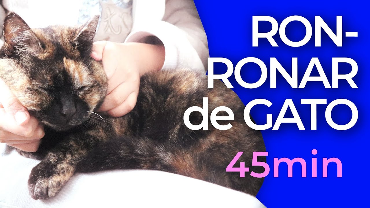 Ronronar de Gato – Som Afetivo e Calmante