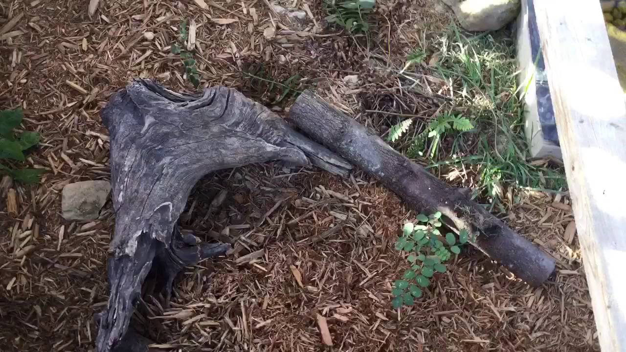 Let's make a hibernation hotel! (For box turtles)