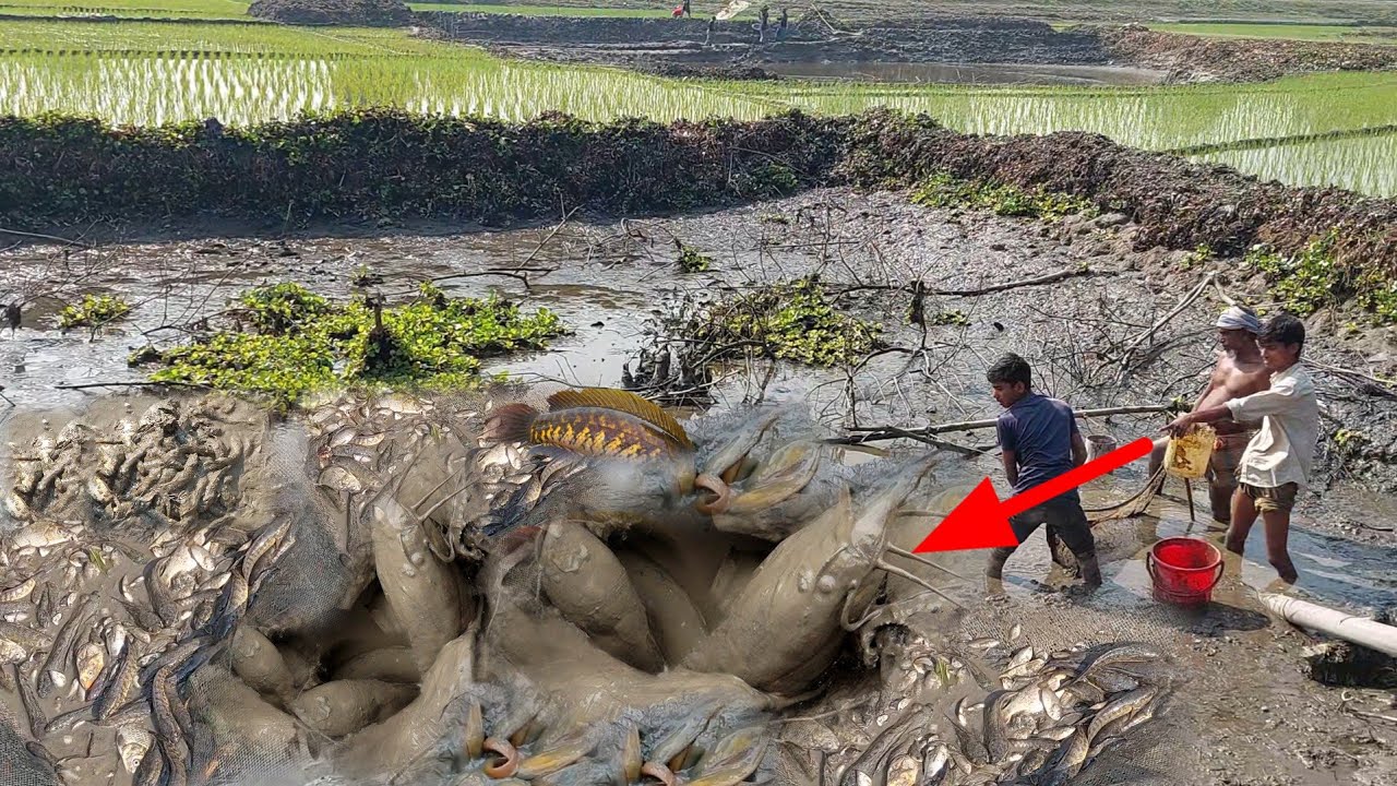 অনেক দিন পর বিলে পুকুর ছেঁচে মাছ ধরে অনেক মজা পেলাম!!!! desi fish catching video 