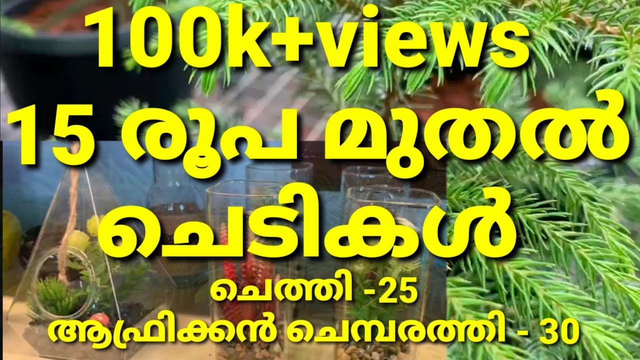 #MWorld ചെത്തി 25 | ആഫ്രിക്കൻ ചെമ്പരത്തി 30 | Schefflera Plant - 45| Golden Aralia Plant 15|