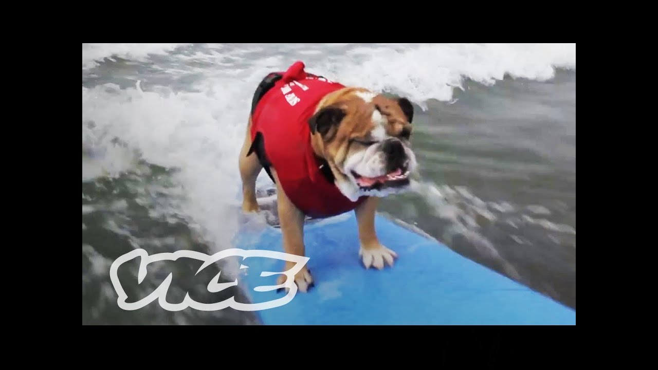 Cute Surfing Dogs! | The Cute Show