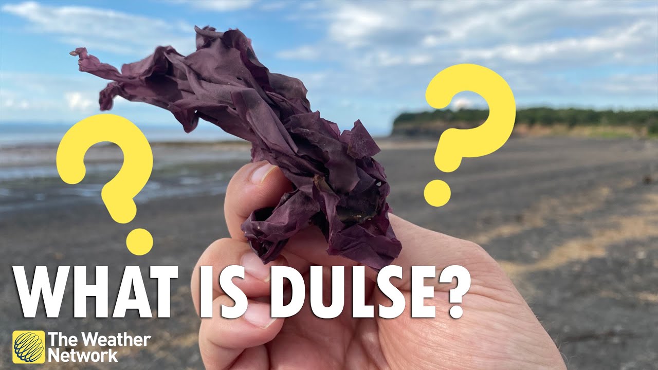 What The Heck is Dulse, and Why Should Canadians Try It?