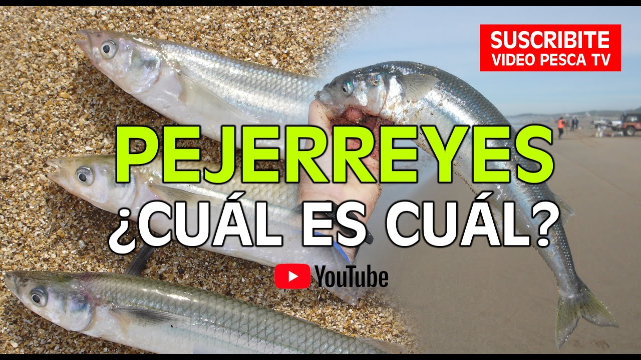 ¿Cuál es Cuál? Variedades de Pejerreyes
