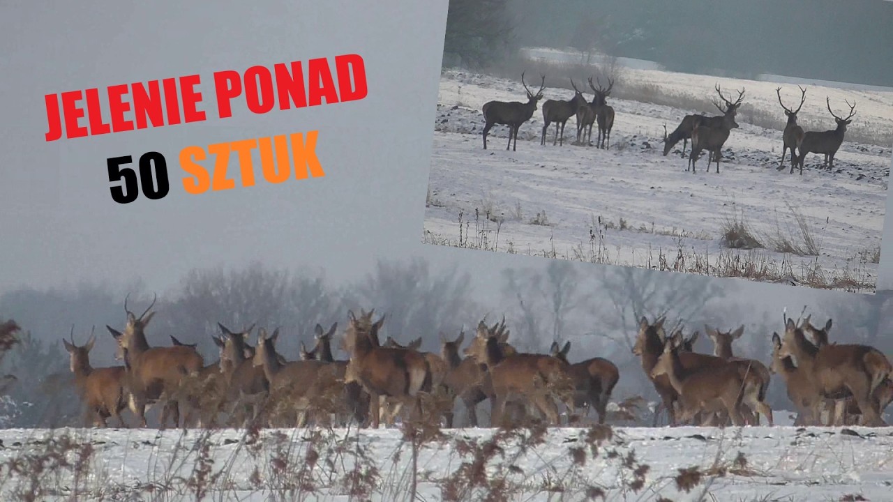 ^^ Duża Chmara Jeleni - ! Około 50 SZTUK ! Jelenie na polach ^^