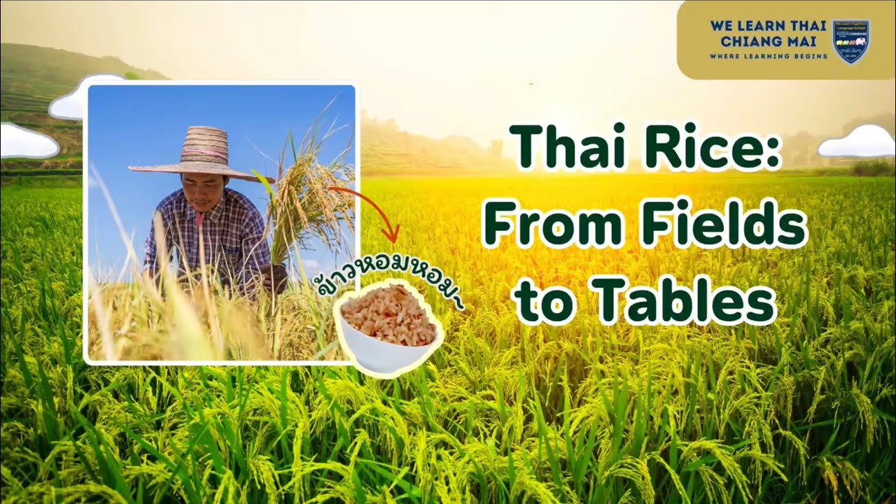 Thai rice : from fields to table - We Learn Thai Chiangmai 