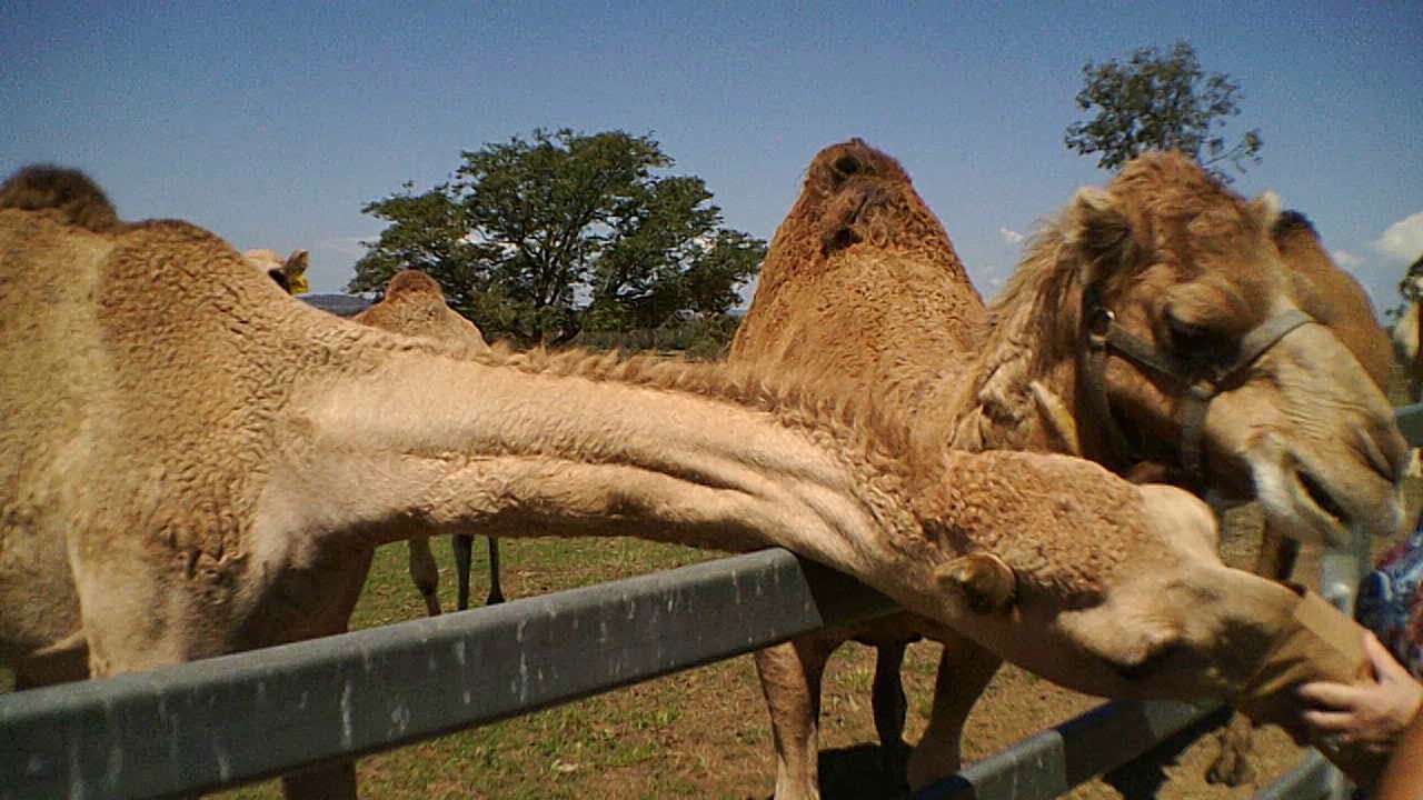 ipswich camel farm   only a once off visit wont be going back,