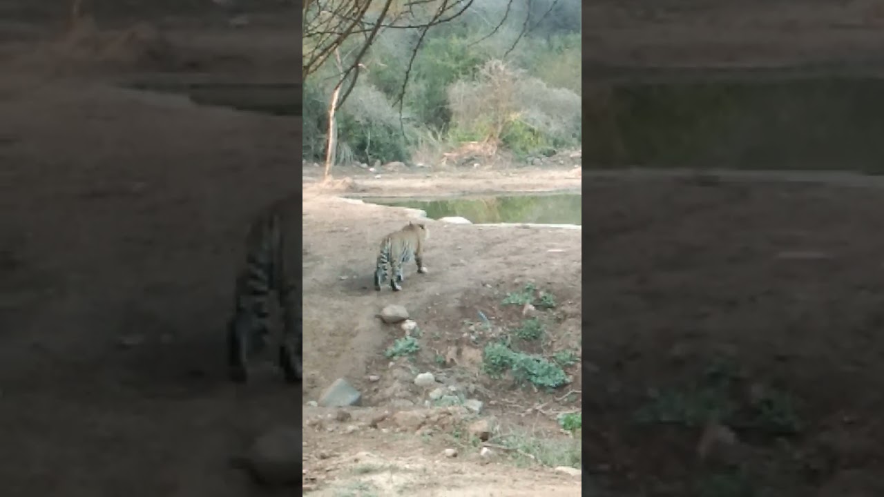 यह है सरिस्का  का युवराज  st21. नहीं देखे  वह देखलो