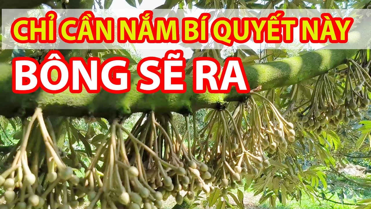 KỸ THUẬT LÀM BÔNG SẦU RIÊNG KHÔNG KHÓ - CHỈ CẦN NẮM BÍ QUYẾT NÀY