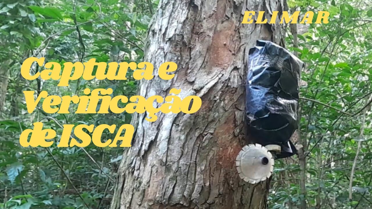  🐝 🐝 Captura de Abelha Nativa verificação de Isca#jatai #Mandaguari#Manbucao#marmelada#rural