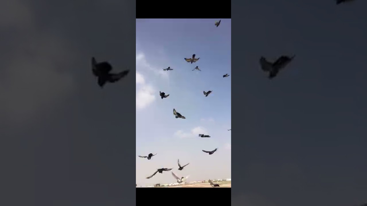 القاعده الفولاذية من حمام المعجل
