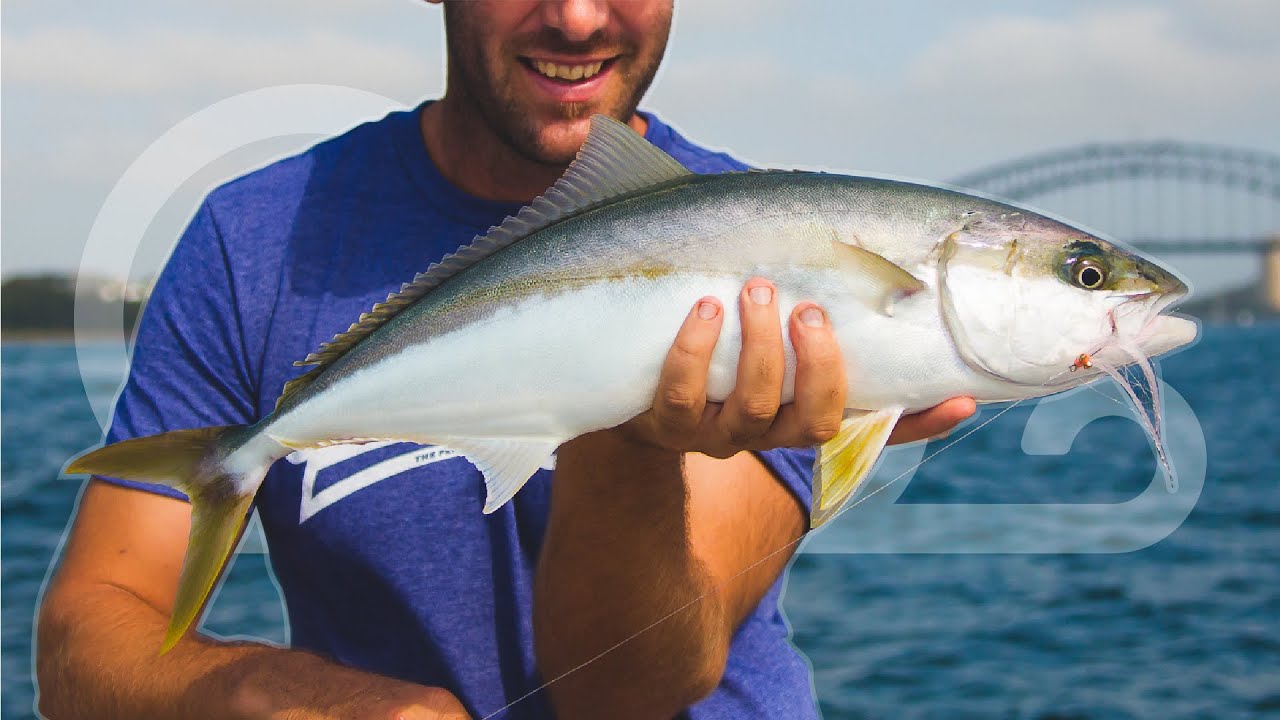 YELLOWTAIL KINGFISH - Fly Fishing Sydney Harbour