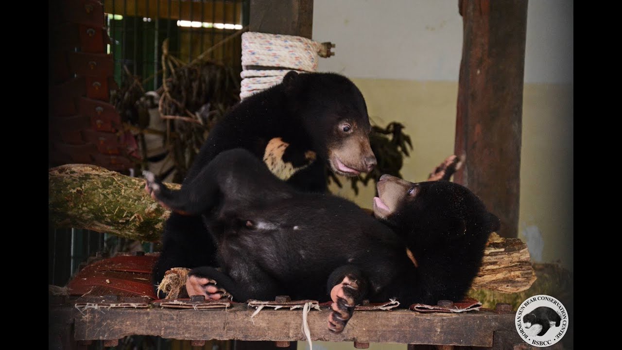 Sun Bear Rehabilitation | Rescued Sun Bears on the Road of Recovery | BSBCC