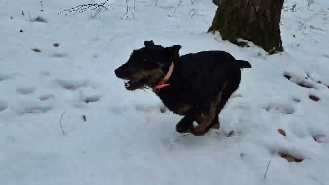 Hiking with my Jagdterrier in the forest💯💯