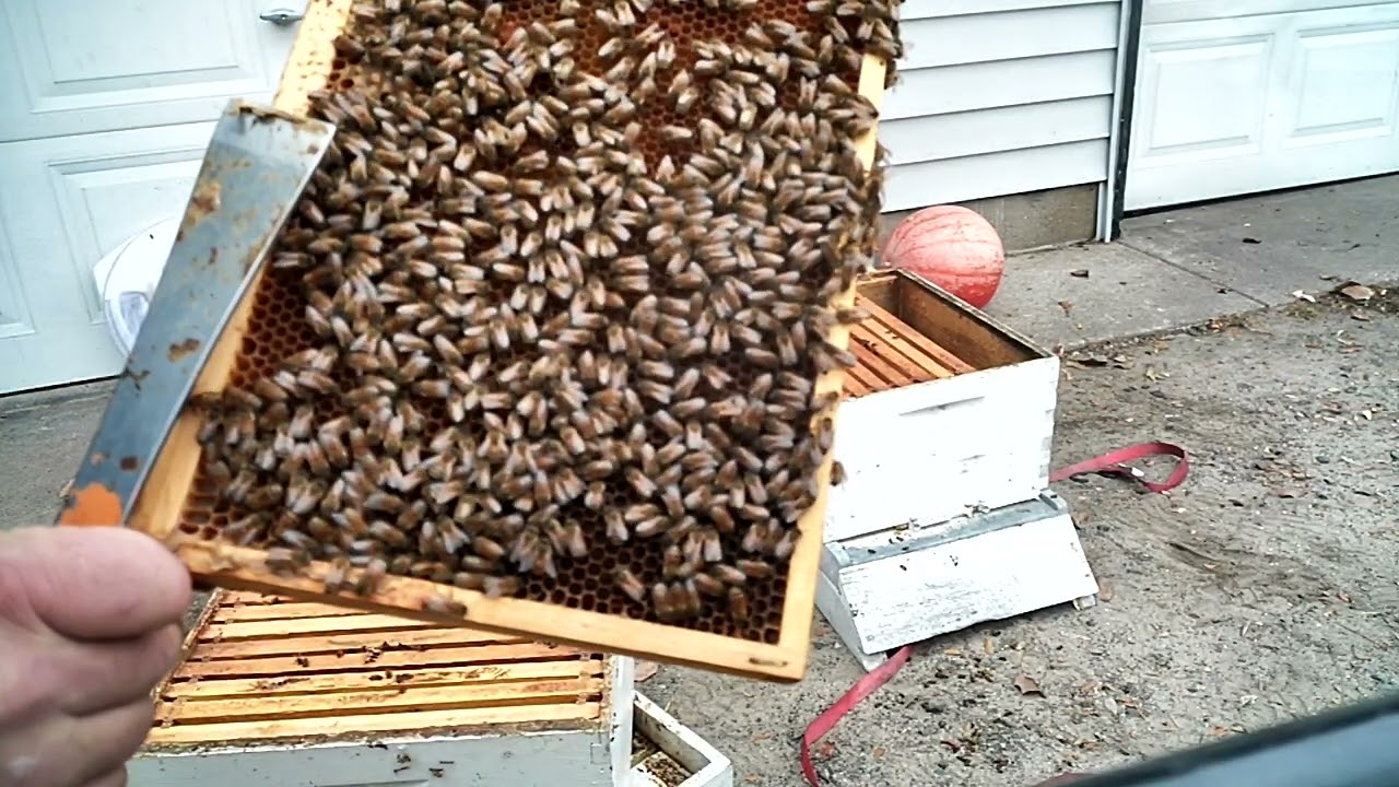 Beehive going into winter