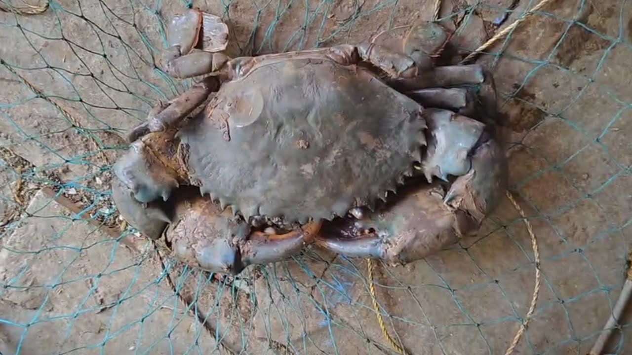 आज गेलो होतो खनिला 🦀🦀