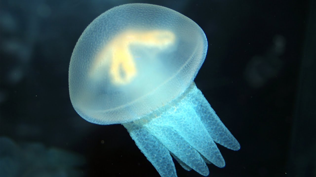 Seashine - Life of a Jellyfish