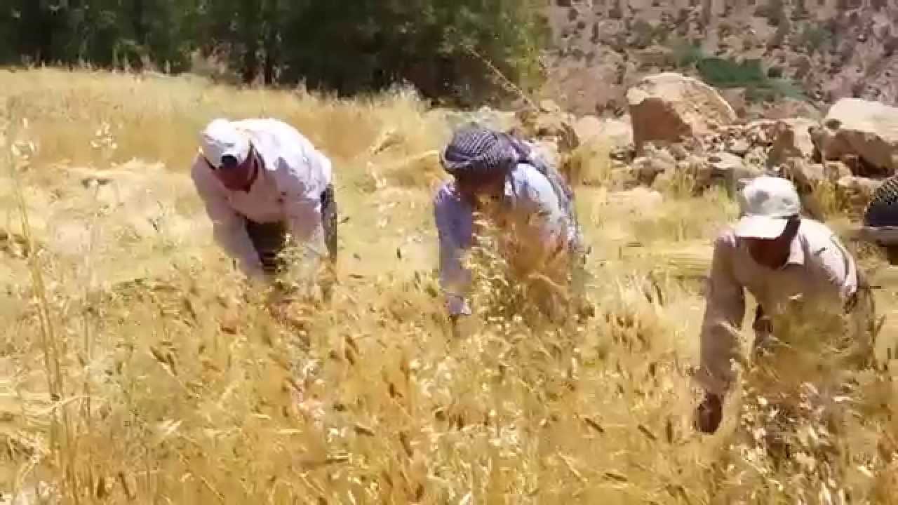Şırnak dengbejleri dürün 3