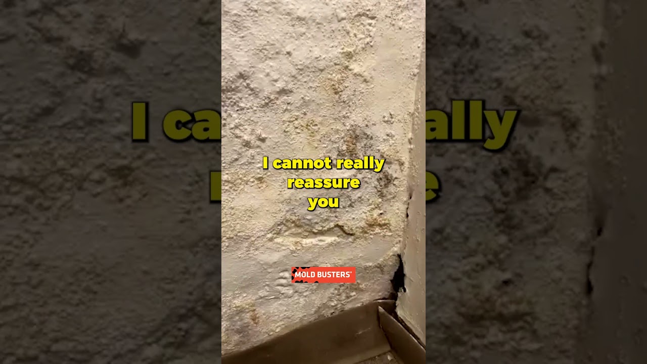 Black Mold in the Closet Virtual Inspection - Mold Busters