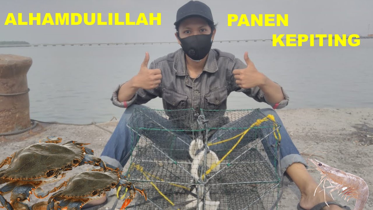 Berburu Kepiting Laut Pakai Umpan Kelapa Hasil Sungguh Diluar Dugaan