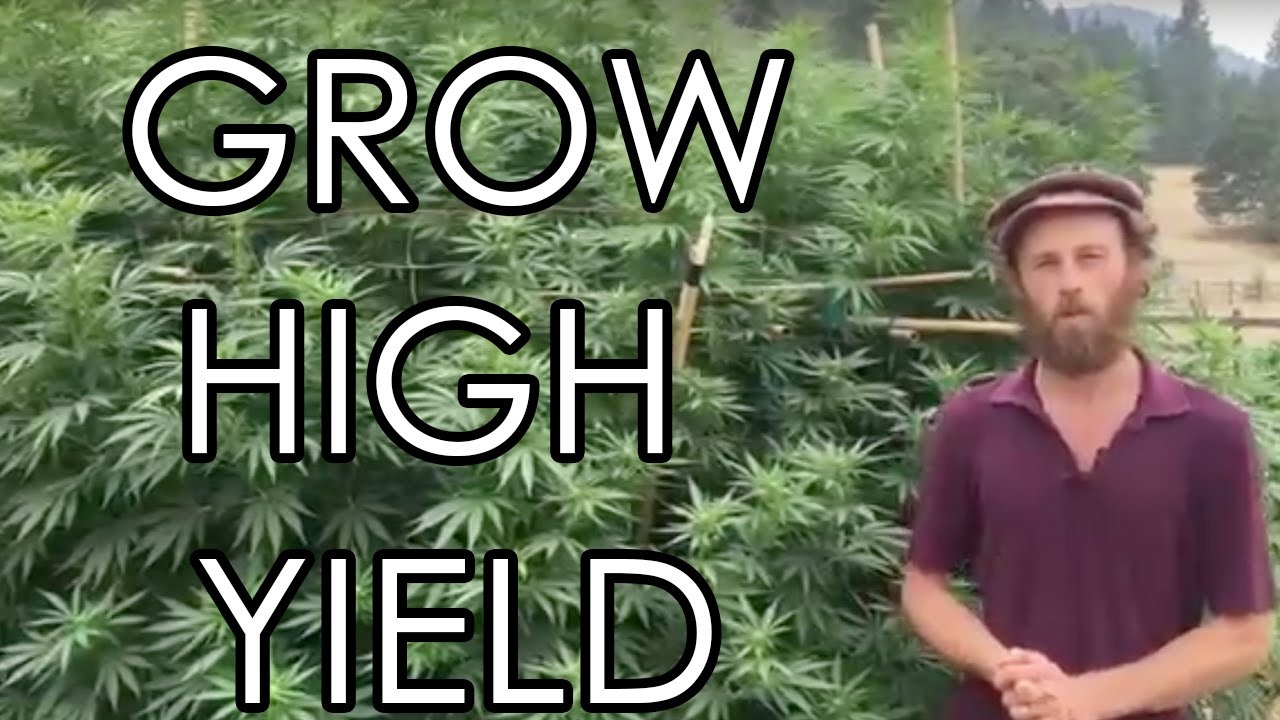 How To Grow High Yield Cannabis Plants- Bending, Training, & Supporting Part 2