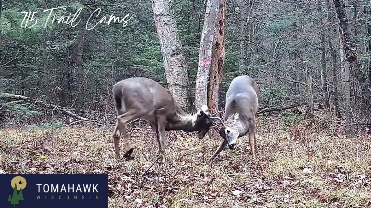 Real Chronological Animal Activity During The 9 Day Gun Deer Hunt Tomahawk Wisconsin 2025