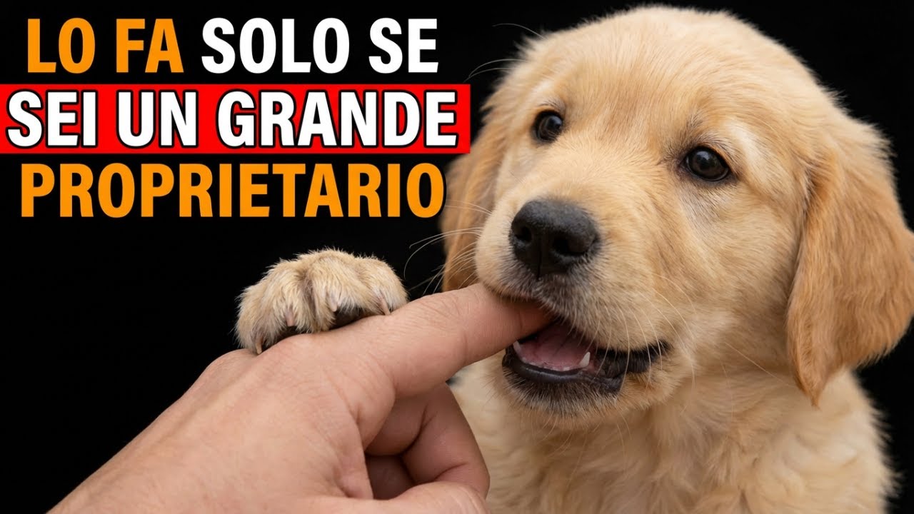 7 Cose Rare che i Cani Fanno Solo Quando Vivono la Loro Vita Migliore