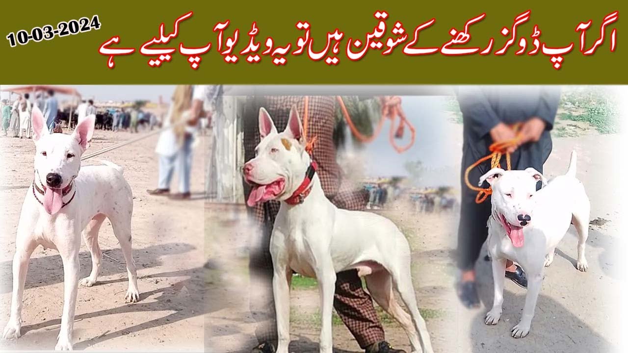 To day Best Vlog 2024 | gultair dog market | bully dog | pointer dog | german shepherd | rottweiler