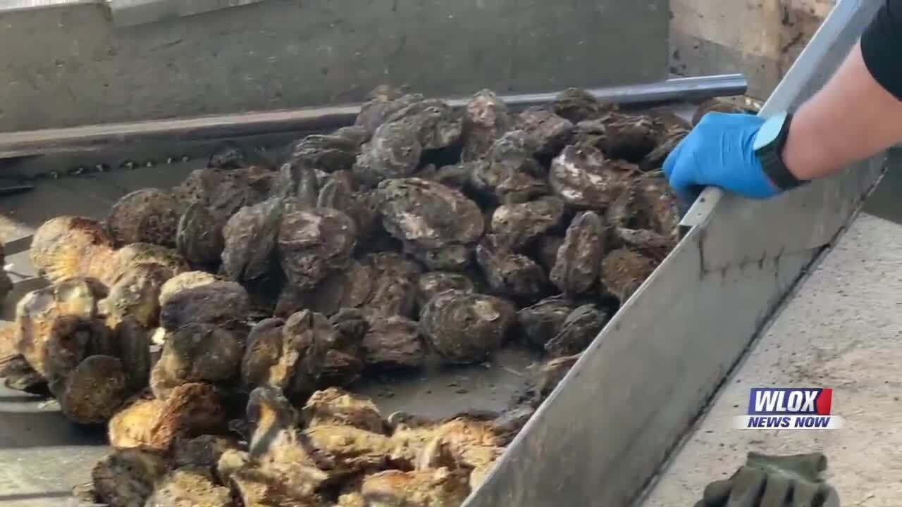 Oyster season opens strong in Mississippi