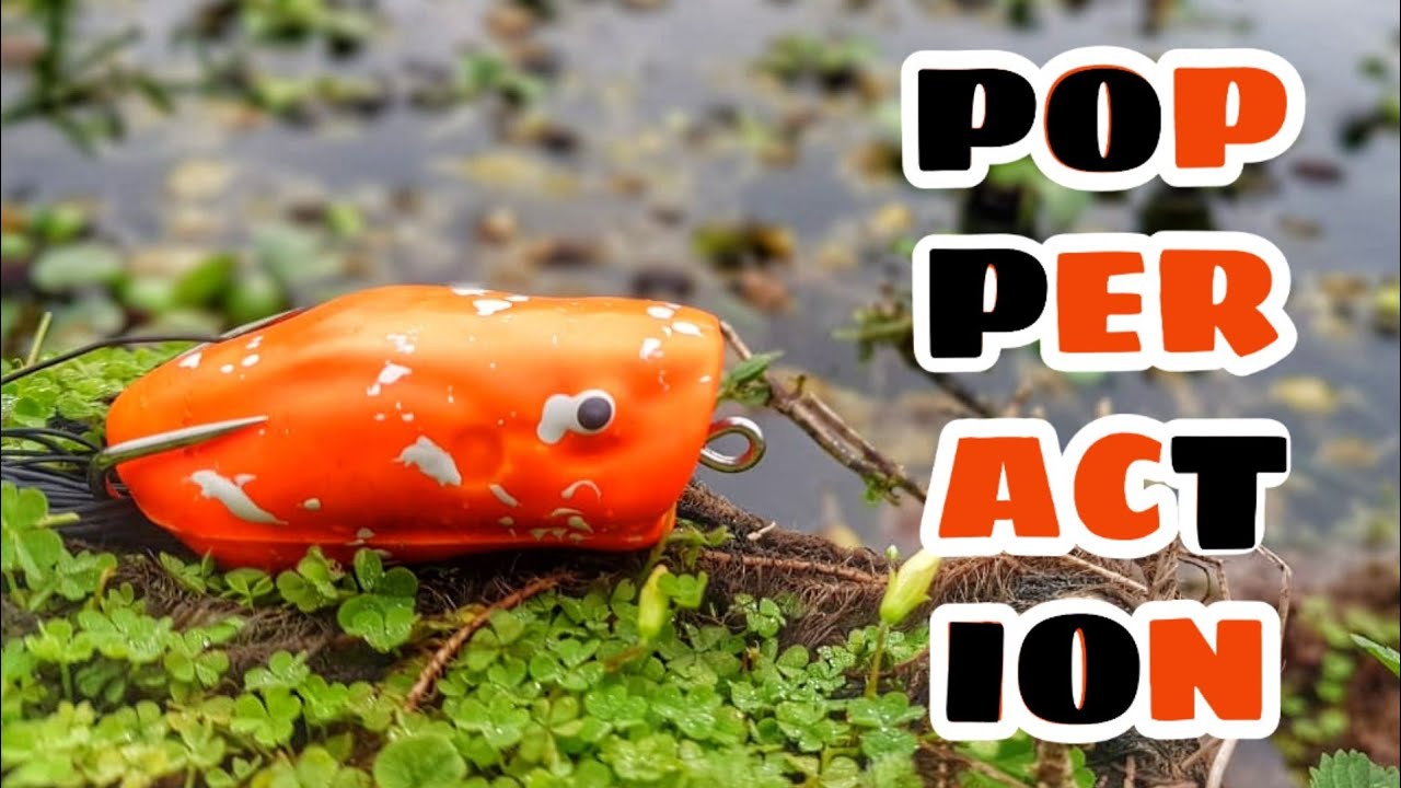 IMPRESSIONANTE O QUE ESSA ISCA FEZ NA PESCARIA - POPPER ACTION - POPITO - PESCA DE TRAIRA - PESCARIA
