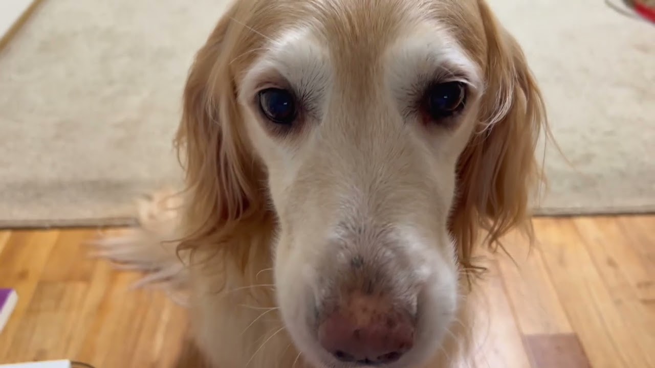 愛犬ルルに癒される日々