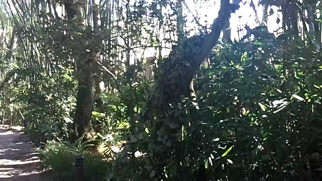 DiVine - Stilt Tree Walker Lady at Animal Kingdom