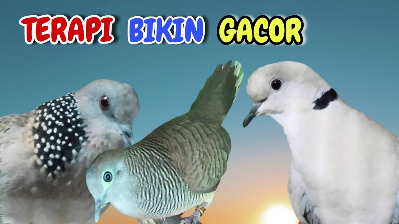 Perkutut Lokal Gacor Vs Tekukur Gayer Vs Puter Pelung M3n4ng1s