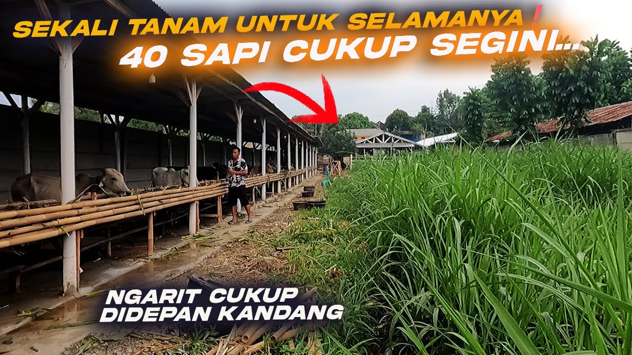Bank Pakan Hijauan Untuk Ternak 40 Ekor Sapi, Sekali Tanam Untuk Selamanya, Gak Pernah Habis !