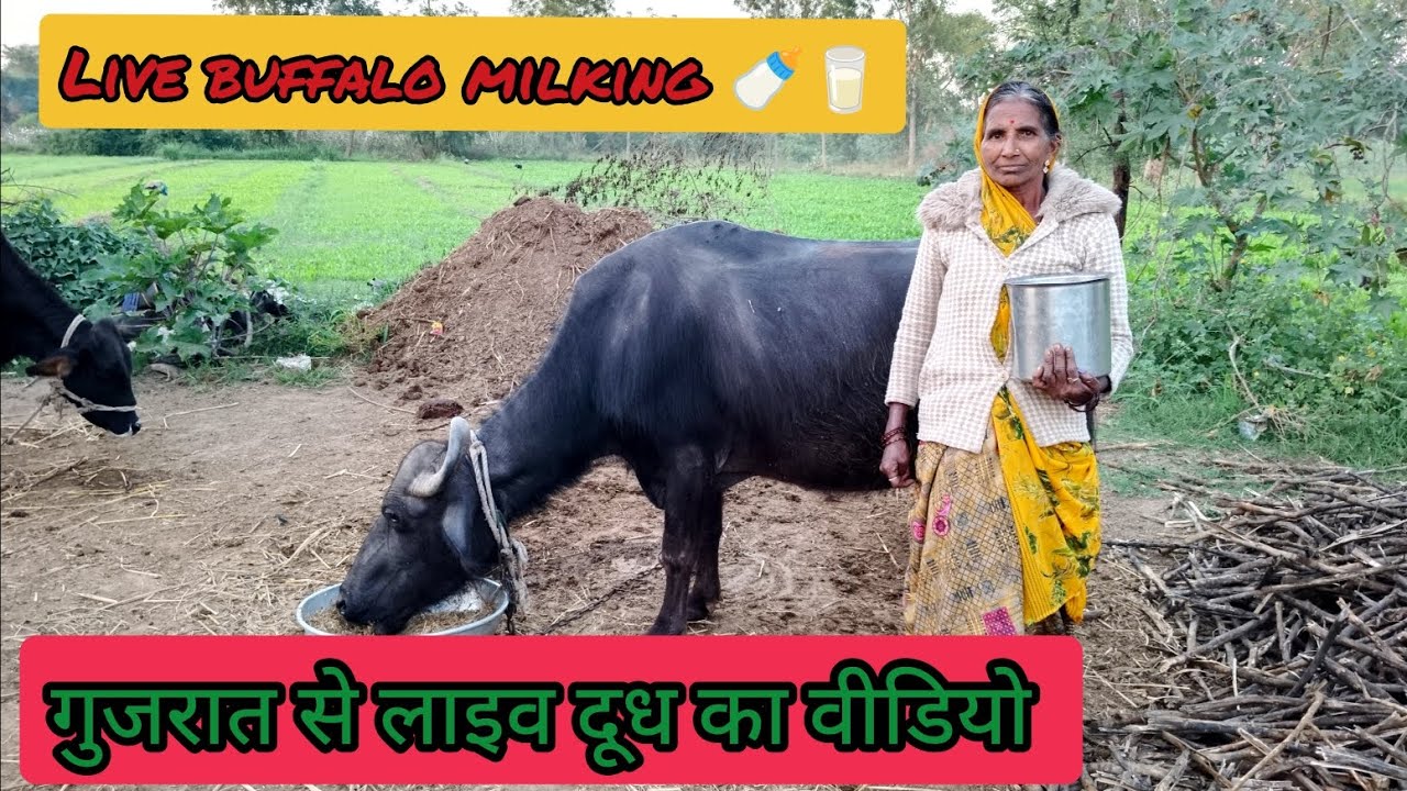 Buffalo milking by hand 🥛🐂🐃 भेस लाइव दूध निकाला हमने 🥰👌😘#buffalo #cow 