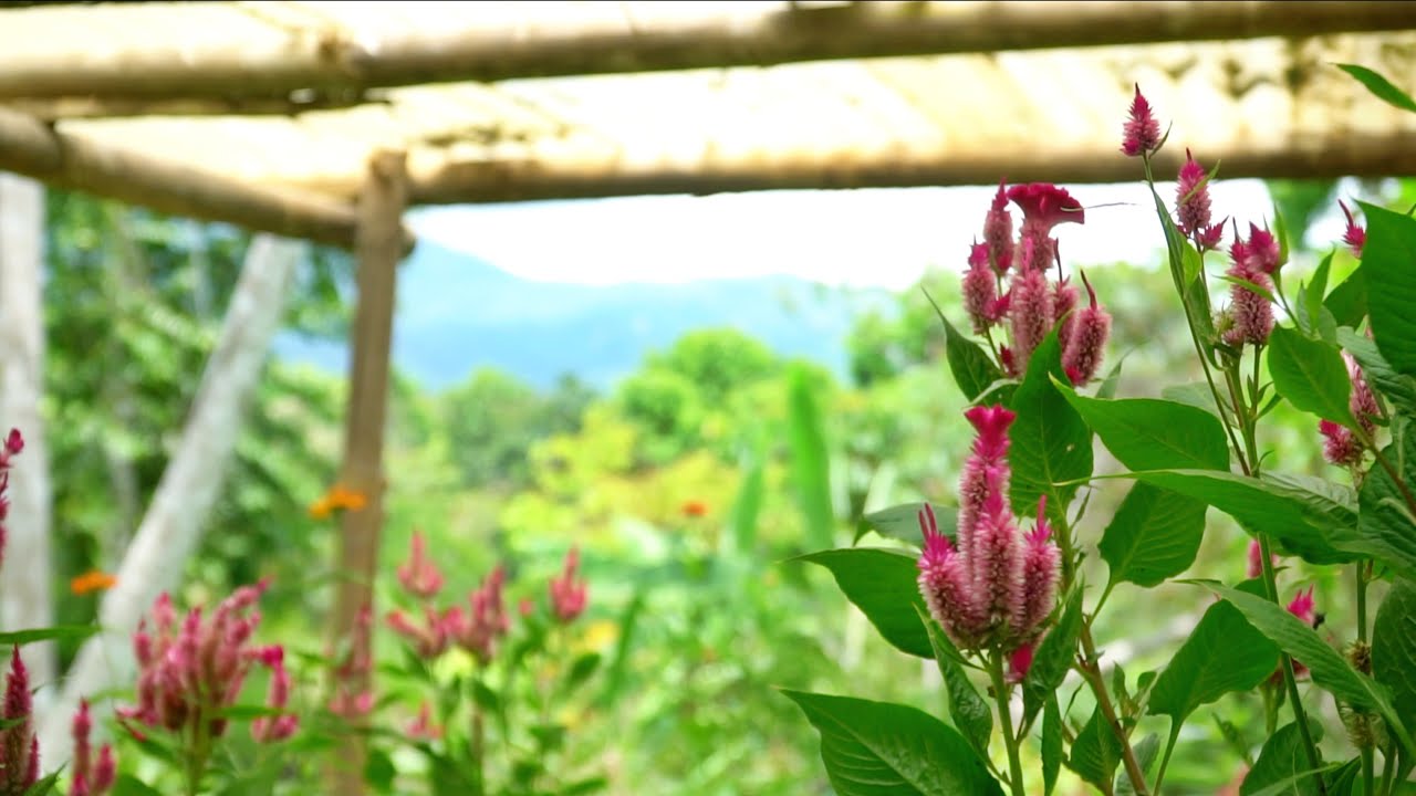 This Tropical Food Forest in Costa Rica Has A GIANT MISSION!