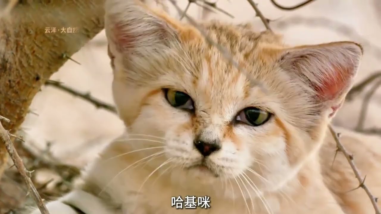 小不忍则卖大萌《可爱动物合集篇》 #可爱动物 #合集 #可爱的人总是发现可爱的事...