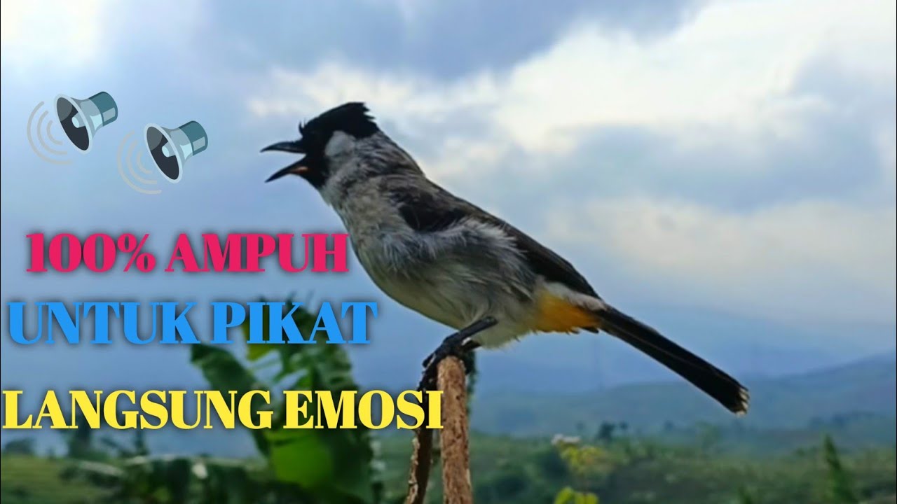 Suara Burung Kutilang Gacor Memanggil‼️Burung Liar Langsung Mendekat dan Ampuh