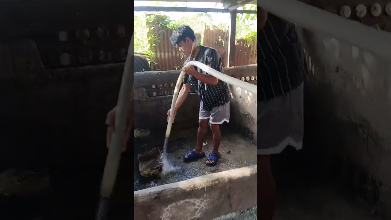 Paano mag alaga ng baboy 