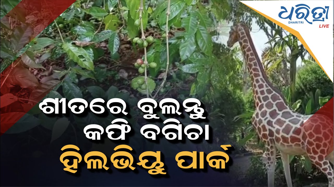ଶୀତରେ ବୁଲନ୍ତୁ ଦାରିଙ୍ଗବାଡିର କଫି ବଗିଚା, ହିଲଭିୟୁ ପାର୍କ || Daringbadi