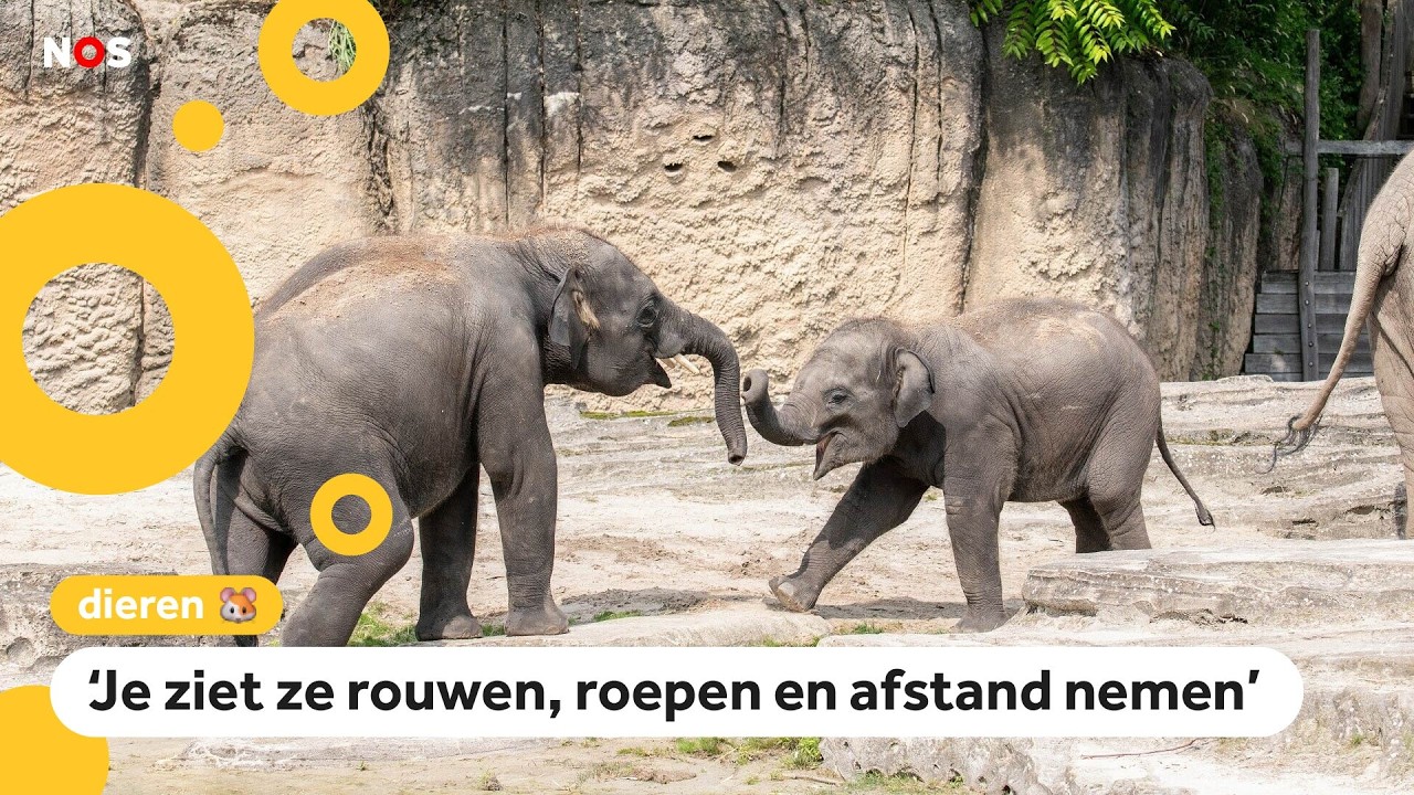 Twee jonge olifanten dood in dierentuin Wildlands