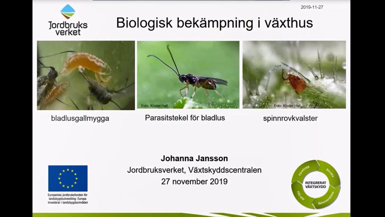Webbinarium om biologisk bekämpning i växthus