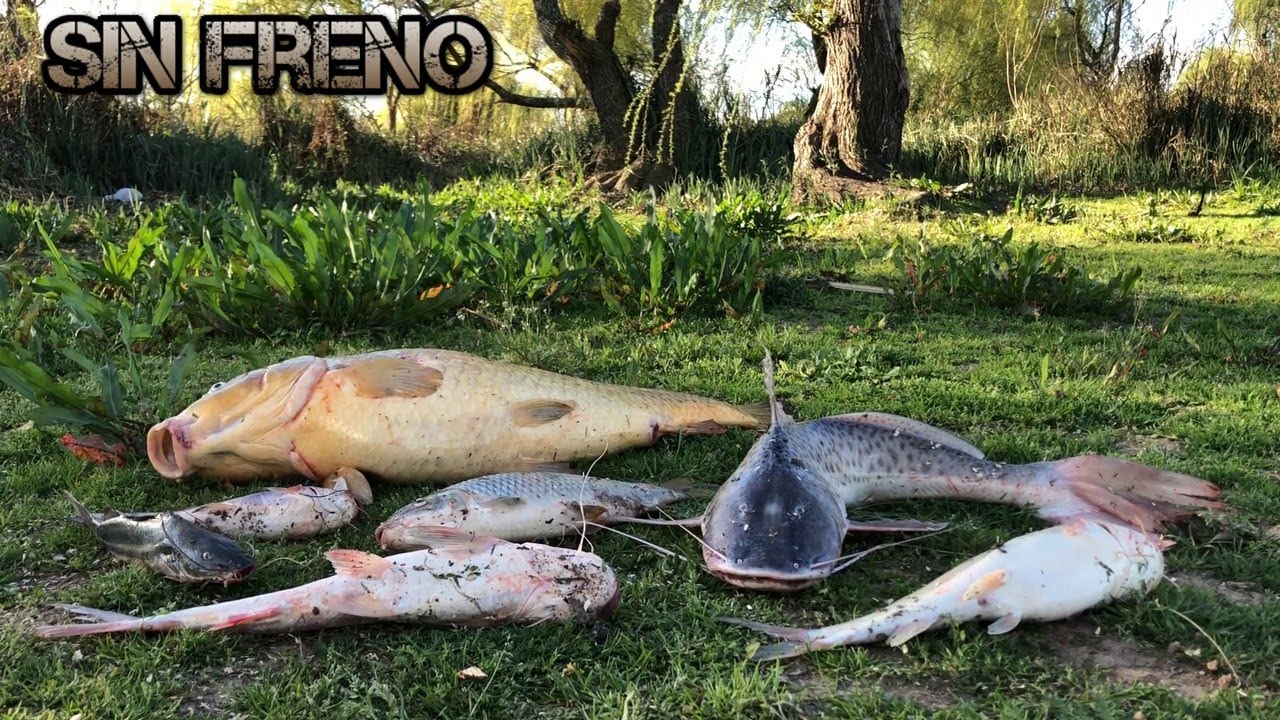 PONETE COMODO Y ABROCHATE EL CINTURON/TERRIBLE PESCA EN ESTE LUGAR/PESCA EN ZARATE!!