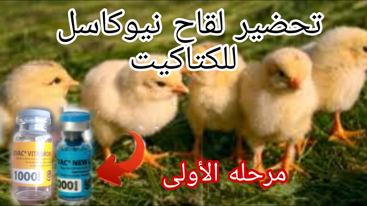 تربيه الجاج البلدي :تلقيح كتكيت نيوكاسل و برونشيت VITABRONL