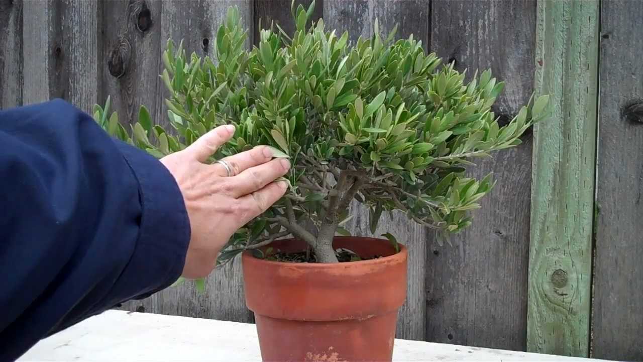 How to create an Olive tree Bonsai Part 1 initial shaping.mp4